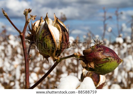 Close up of two cotton bolls growing on the stem in a field of cotton plants close to harvest time.