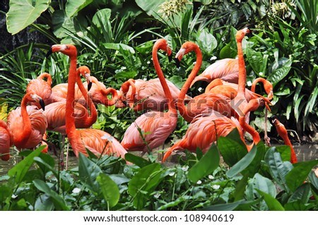 Flock of flamingos is dancing in the grass.