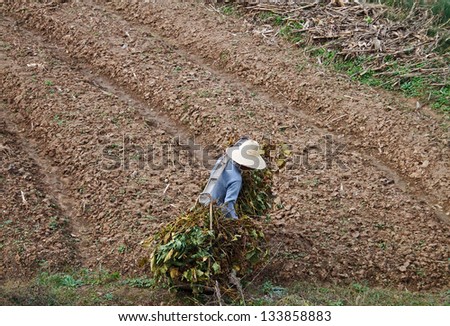 Chinese farmer removes  the dead branches on land.