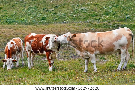 Cows standing like in tenderness on green grass.
