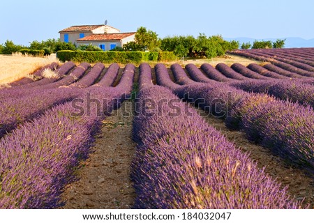 Lavender field is in front of rural house in Provence, France.