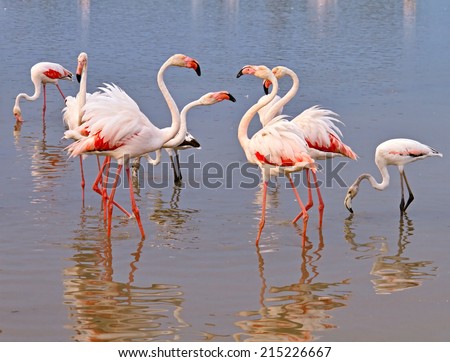 Pink flamingos are dancing at sunset Camargue, France.