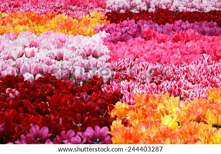 Carpet from multi-colored tulips.