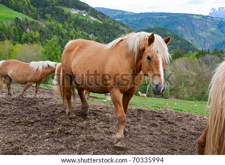 wallpaper cartoon emo_10. herd of horses. stock photo