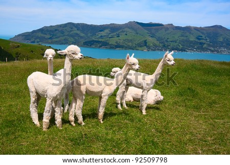 New Zealand Fjords