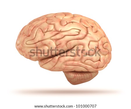model human brain