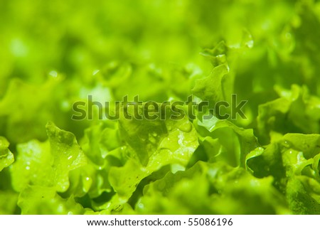 Fresh lettuce.Salad background