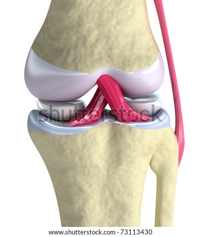 listings uzisuzim white knees listings uzisuzim white knees