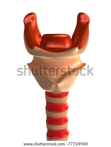 Larynx And Trachea