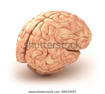 model human brain