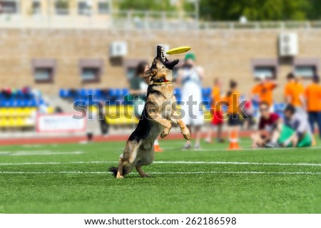 Training dogs. Agility. Dog-Frisbee. The dog holds Frisbee in his mouth. German shepherd dog.