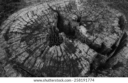 Old stump,Black&White