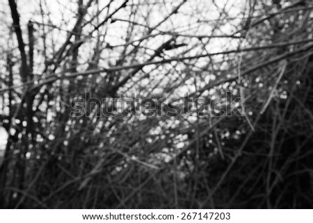 Black&White,Blur,Bamboo forest. Jungle background in Thailand