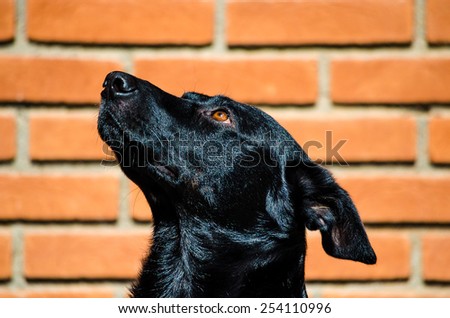 Black dog looking up