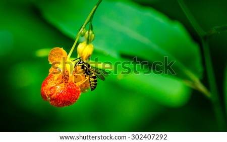 Yellow Jacket Wasp In Flower - Macro