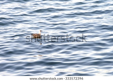 seagull floating in ocean water