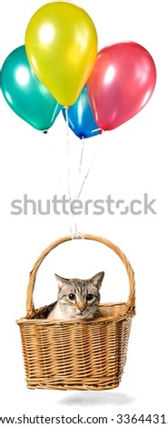 Munchkin Cat in Basket Flying with Balloons - Isolated