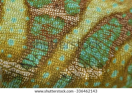 Close-Up of Skin of a Veiled Chameleon
