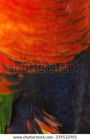 close-up of an endangered yellow-headed parrot