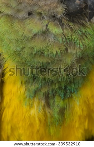 close-up of a senegal parrot