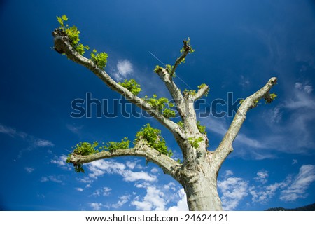 Branches of a tree show like arms in the sky.