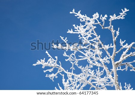 Hoar frost on tree and branches