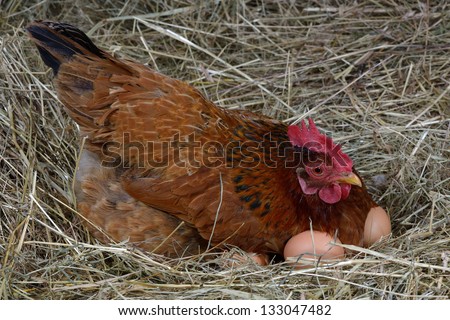 a hen laying eggs in its nest