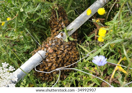A swarm of bees on the ground