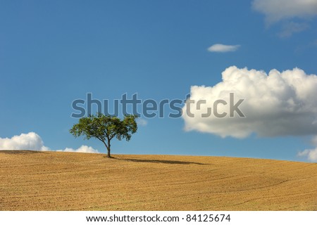 a single tree in a field