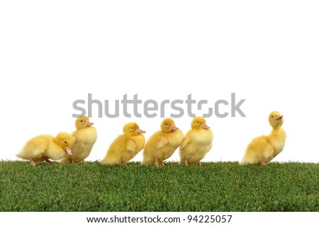 Walk five ducklings following their leader