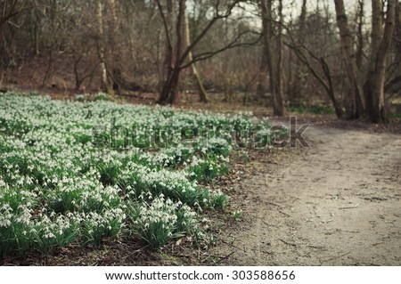 Blooming snowdrop field in the forest on the side of a walking path