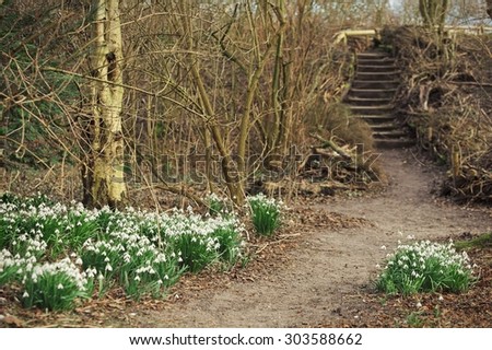 Blooming snowdrops on the side of a pathway in the spring forest.