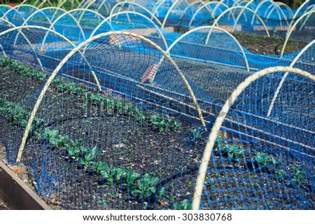 Side landscape view of fresh vegetable plants under the protecting bird net