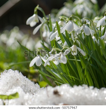 الورد والثلج Stock-photo-snowdrop-blooming-in-spring-50757967