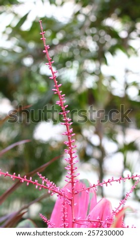 Pink budding flower on bokeh background\
Ti log plant\
Condyline plant