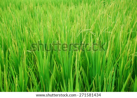 blur background of rice fields in green light color are nearly to be harvested.