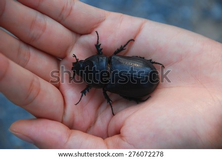 Black beetle had been rescued and perched on the hand of woman.