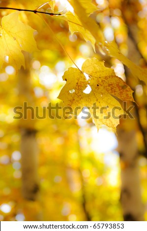 Maple leaf isolated in autumn forest, limited depth of field
