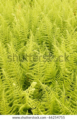 Fern fronds in the forest, nature background