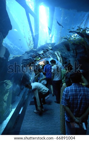DUBAI, UAE - OCT 19: Interior View of Dubai Aquarium inside Dubai Mall on October 19, 2010 in Dubai, United Arab Emirates. The Aquarium has the longest plexiglass tunnel in the world.
