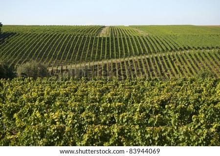 Grapes in a vineyard in Germany