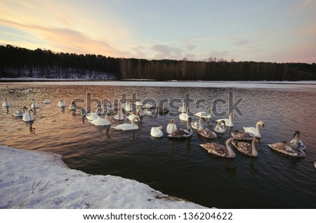 swans swim and live in the winter frost is not frozen lake