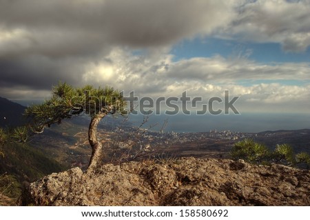 trees stand on a cliff above the sea