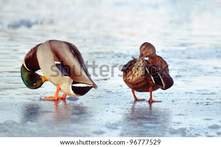 duck and drake clean feathers