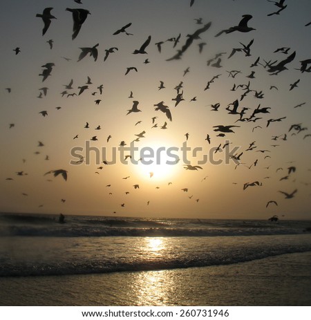 sunset at sea with the sun and seagulls flying