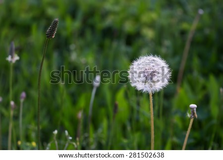 Dandelion in the Grass Meadow in the early morning. Its green fresh color contrasting with a white bright color of dandelion.