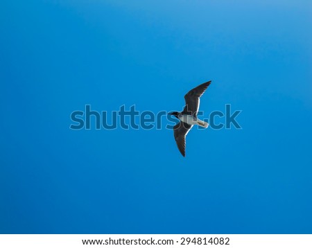 Flying Seagull and Blue Sky\
Symbol of freedom, flying seagull. Bright blue sky in the background.