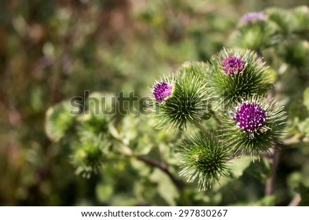 Details of Thistle Flowers\
Violet thistle flowers with white details. Wild green summer nature.