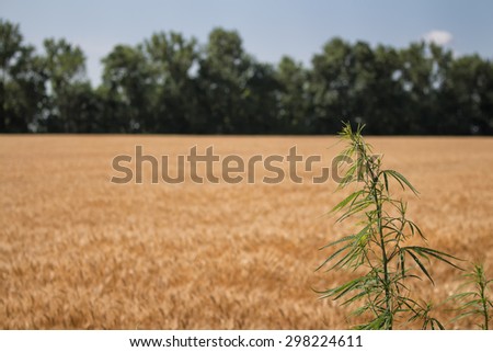 Cereals Field and a Cannabis Plant\
Golden color of the ripe cereals. In the background of the field there is a small forrest. In the foreground a cannabis plant.