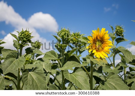 Sunflower Field and Summer Sky\
Yellow sunflower with a butterfly. The other flowers in the filed has still just sprouts. Summer blue sky with white clouds.
